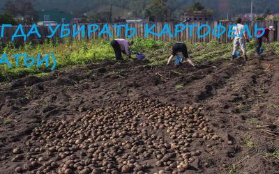 Когда убирать картофель (статьи)
